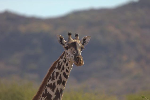 lake manyara