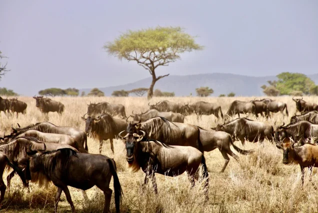 3 Days Serengeti Migration Tanzania Safari